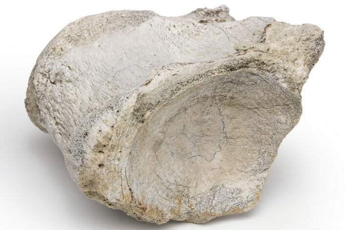 Fossil Titanothere (Megacerops) Vertebra - South Dakota #229041